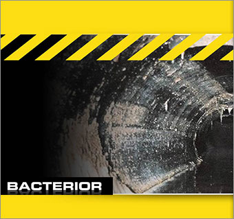 bacterior-antwerpen