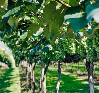 giarra di vino-puurs