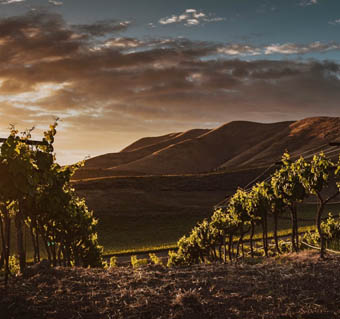 giarra di vino-puurs