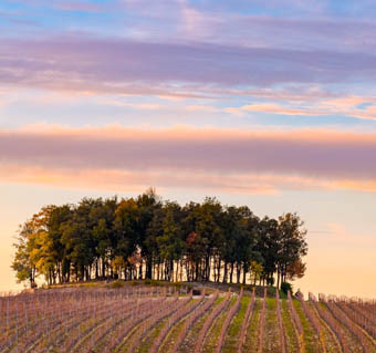 giarra di vino-puurs